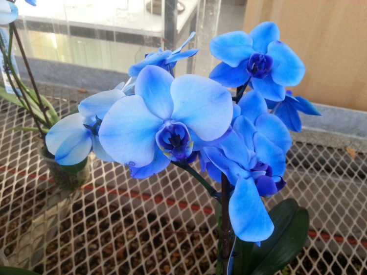 wp-1410713135662 image