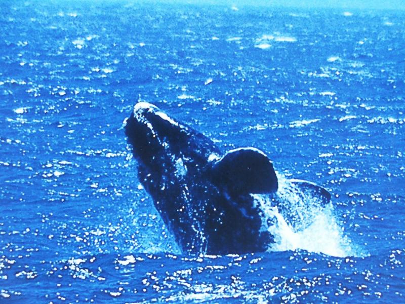 La Routes Des Baleines (Juillet a&nbsp;Nov)