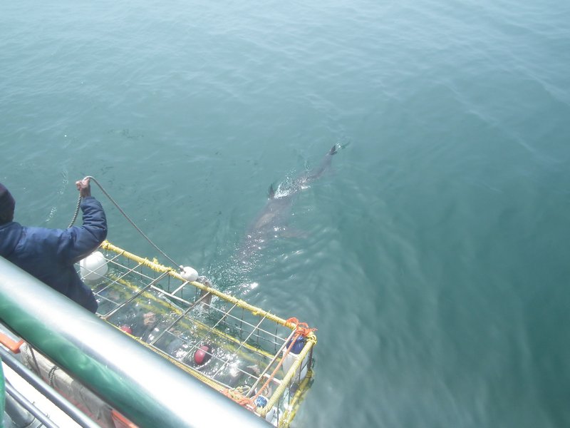 Le Requin Blanc Plongée en&nbsp;Cage
