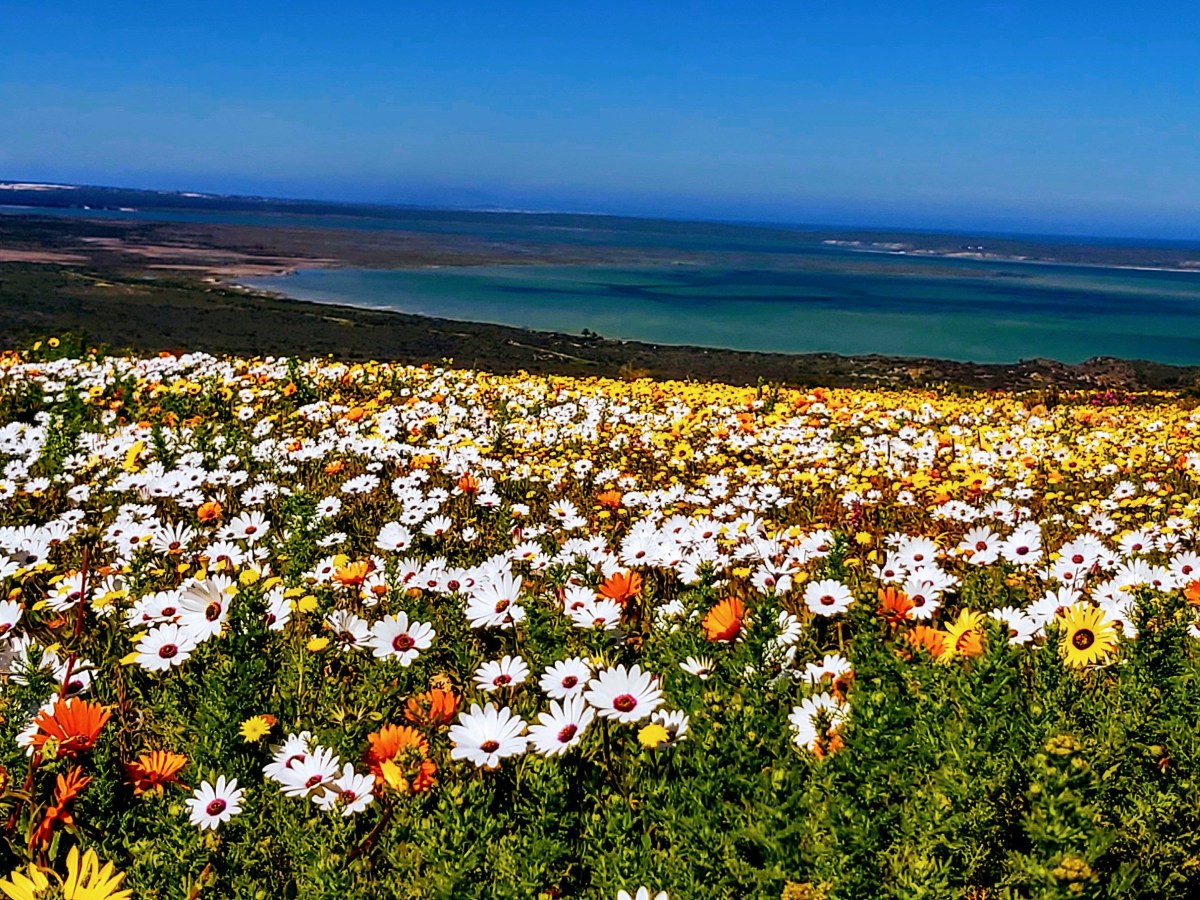 The Flower Tour of the West Coast (August to&nbsp;September)