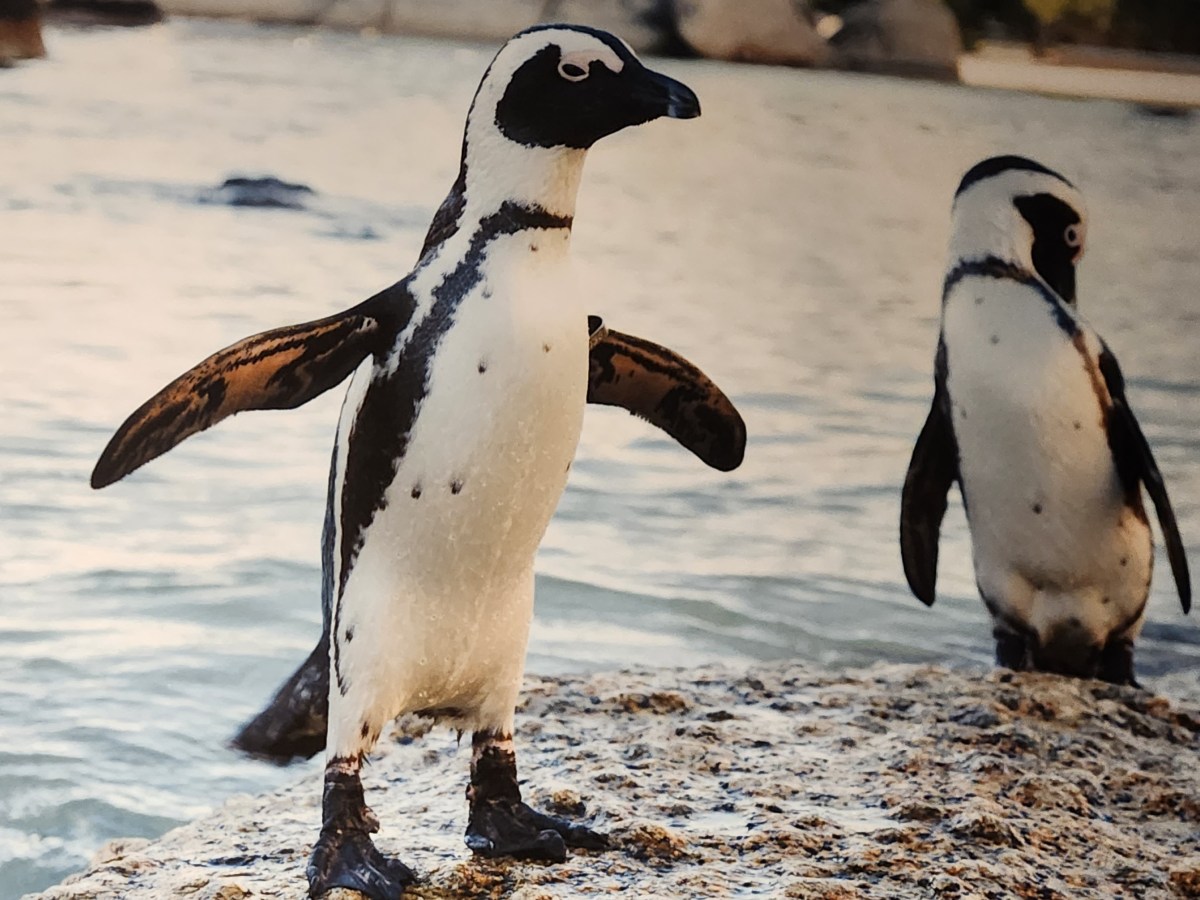 The Peninsula Tour The Cape of Good&nbsp;Hope